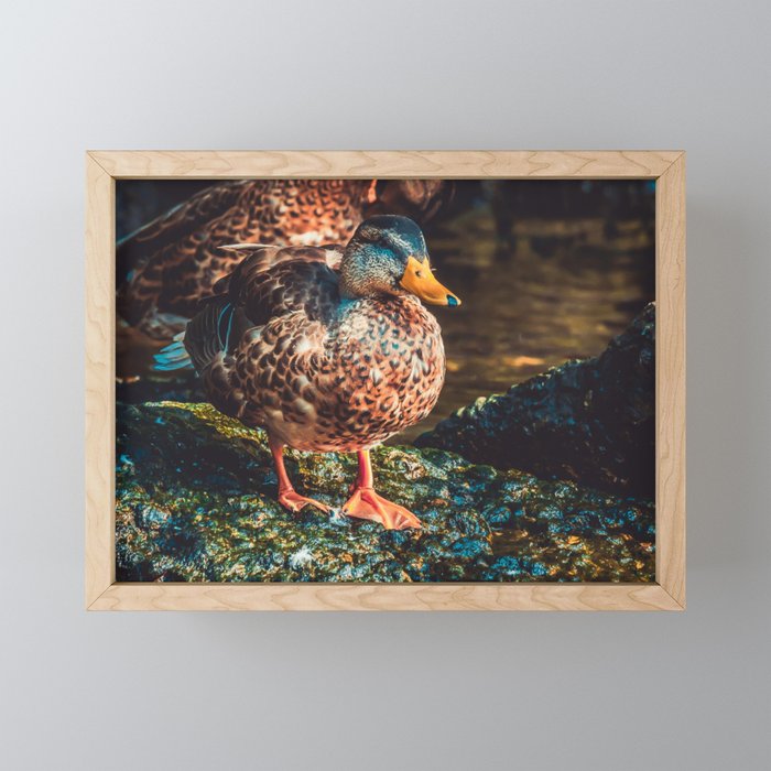 Duck Walk. Nature Photography Framed Mini Art Print