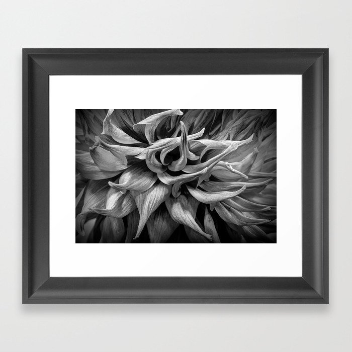 Closeup Black and White Photo of an Orange Dahlia Blossom Framed Art Print