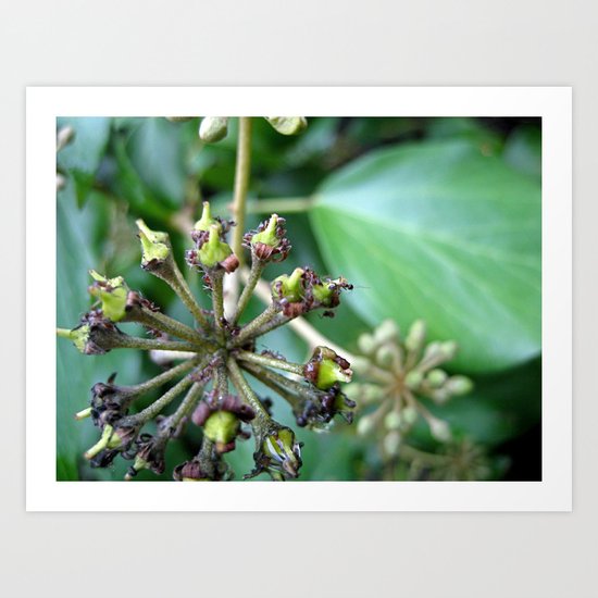 Ants on Plants Art Print