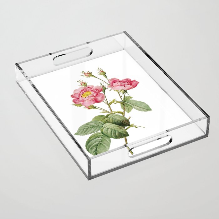 Vintage Anemone Centuries Rose Botanical Illustration on Pure White Acrylic Tray