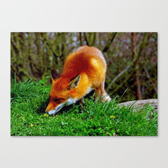 nice flower Canvas Print