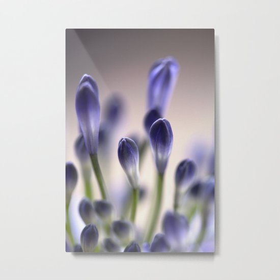 Agapanthus Buds Metal Print