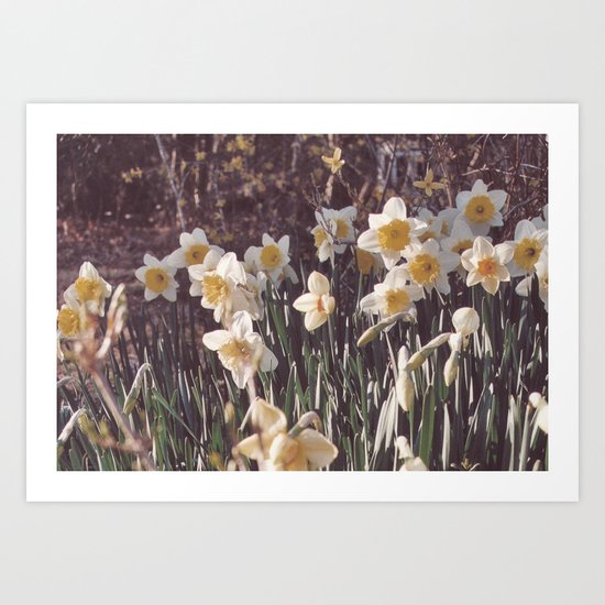 Daffodils Art Print