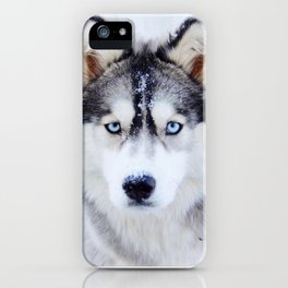 Wolf / Siberian Husky from Northern Canada iPhone Case