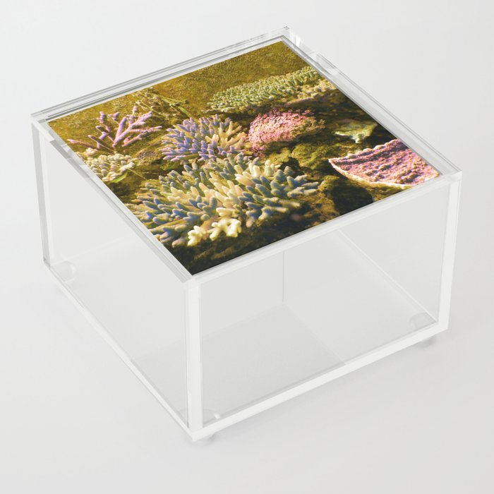 Coral Reef 2 Acrylic Box