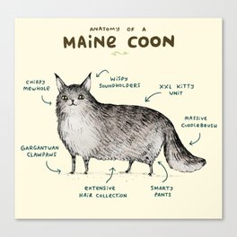 Anatomy of a Maine Coon Canvas Print