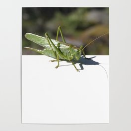 Katydid - Green weirdo Poster