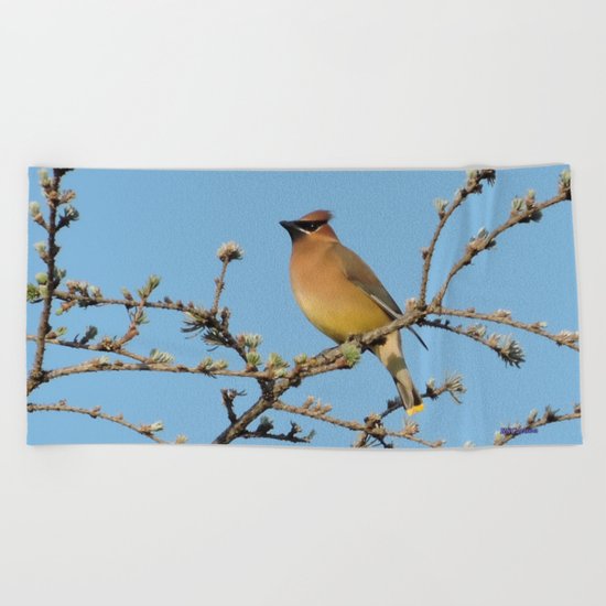 Cedar Waxwing Faces Sunset Beach Towel