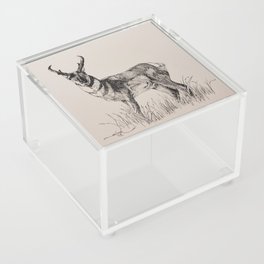 Pronghorn Antelope Acrylic Box