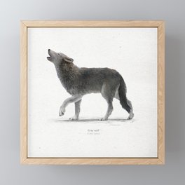 Gray wolf scientific illustration art print Framed Mini Art Print