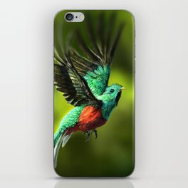 Resplendent Quetzal iPhone Skin