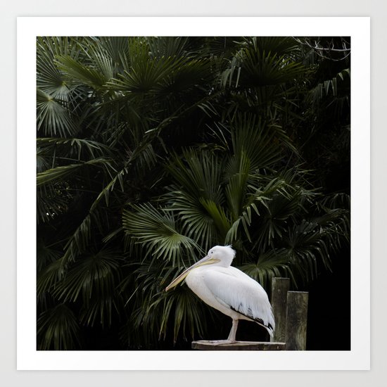 Pelican Art Print