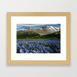 Iceland lupine landscape / mountain view with flowers / fine art travel Framed Art Print