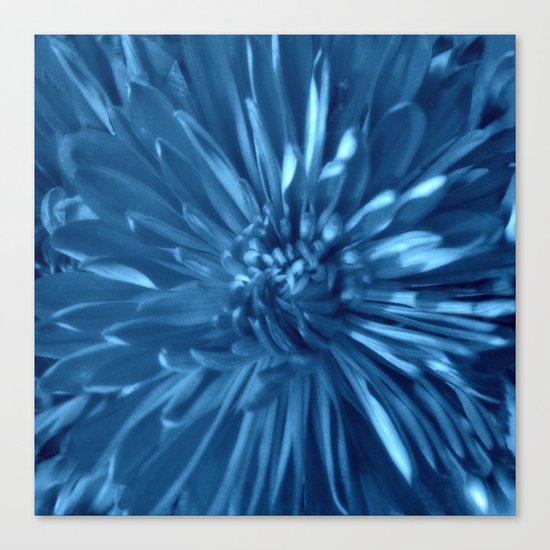 Flower | Flowers | Sky Blue Mums Canvas Print