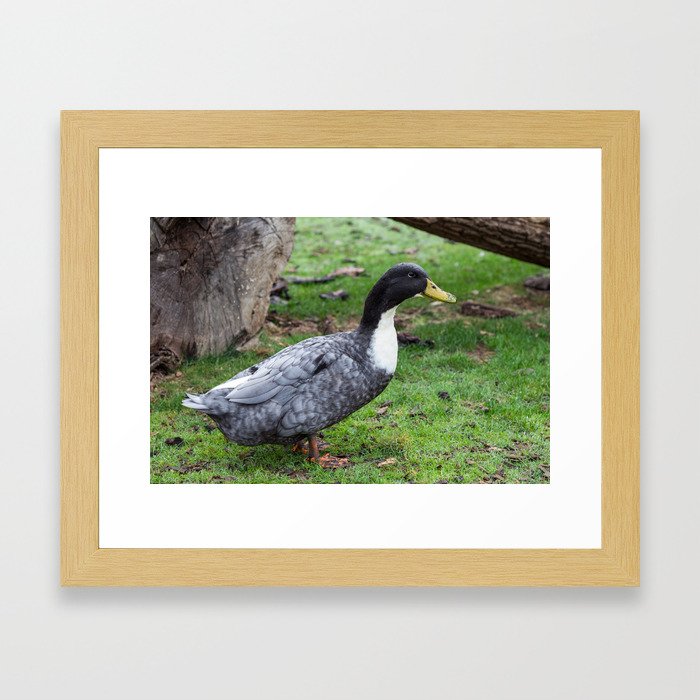Duck at the Farm Framed Art Print