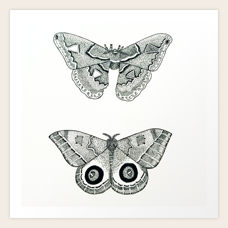 Costa Rican Moths Art Print By Thelepidopterist Society6