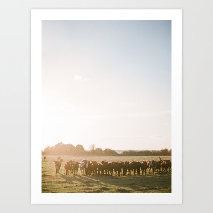 Curious Florida Cattle at Sunset / Florida Fine Art Film Photography Art Print