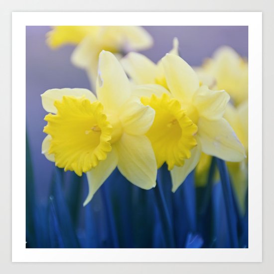 Yellow Narcissus #3 Art Print