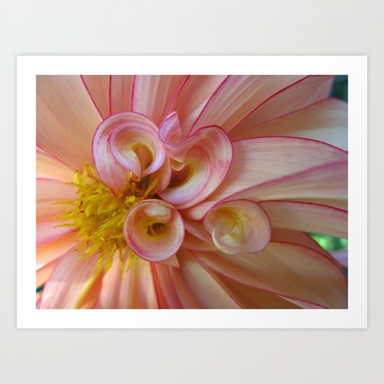 Dahlia 89 Art Print
