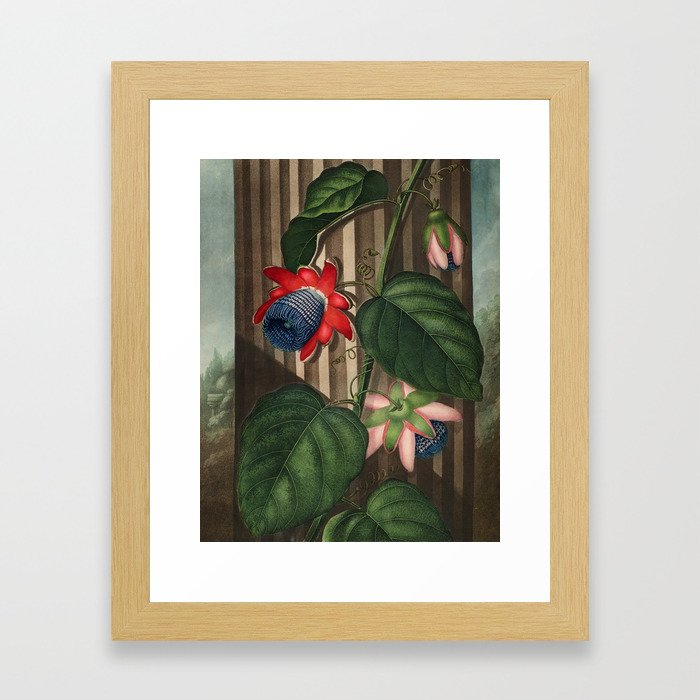 Winged Passion Flowers : Temple of Flora Framed Art Print