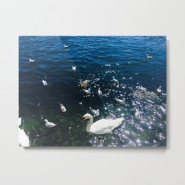 Pond, Water, Lake, Duck, Swan Metal Print