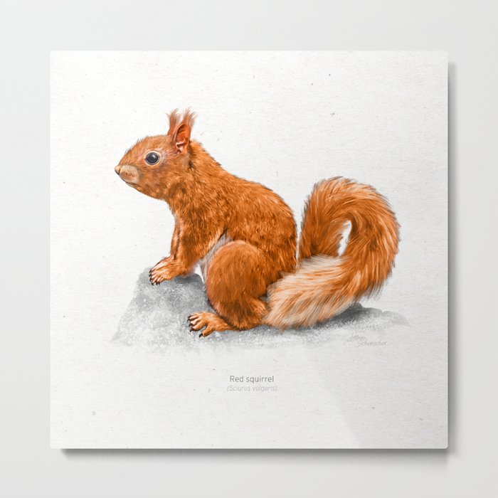 Red squirrel scientific illustration art print Metal Print