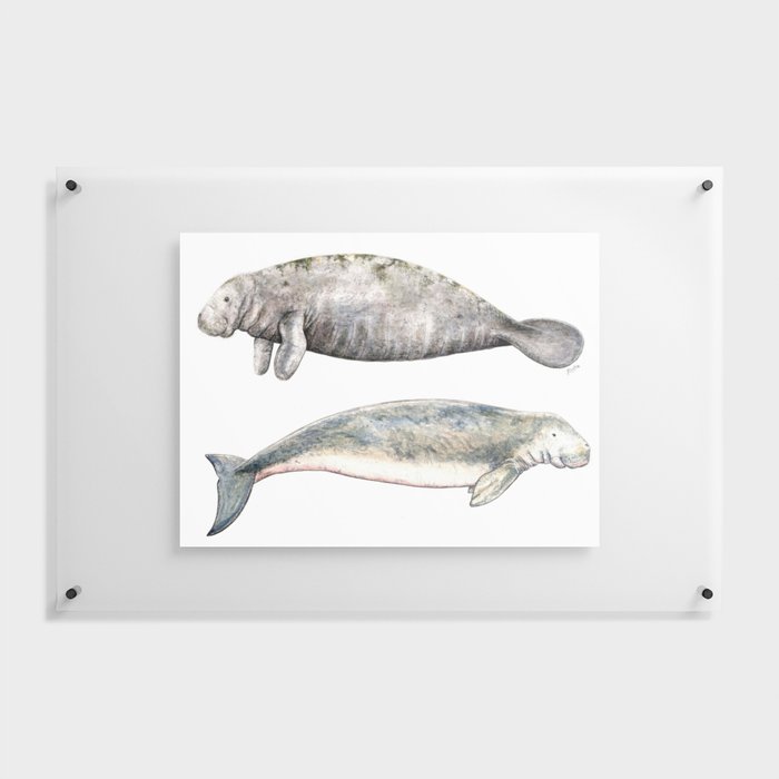 Sea cows: Manatee and Dugong Floating Acrylic Print