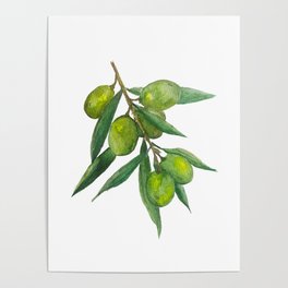 Watercolor Olive Branch Poster