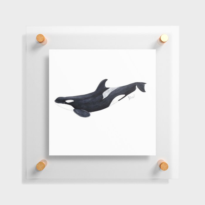 Orca killer whale Floating Acrylic Print