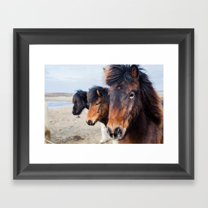 ICELANDIC HORSE Framed Art Print