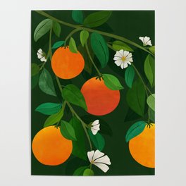 Oranges and Blossoms Botanical Illustration Poster