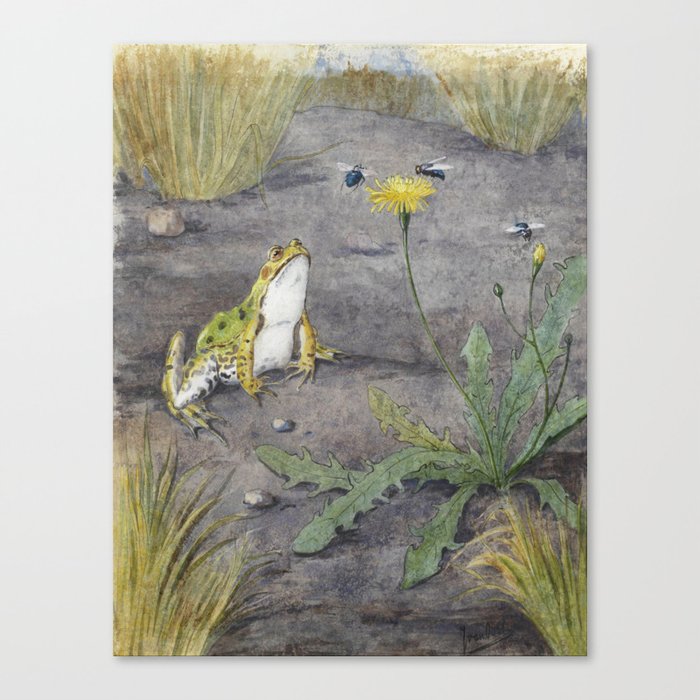 Frog by a Dandelion with Flies  Canvas Print