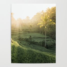 Morning Sun in Bali Poster