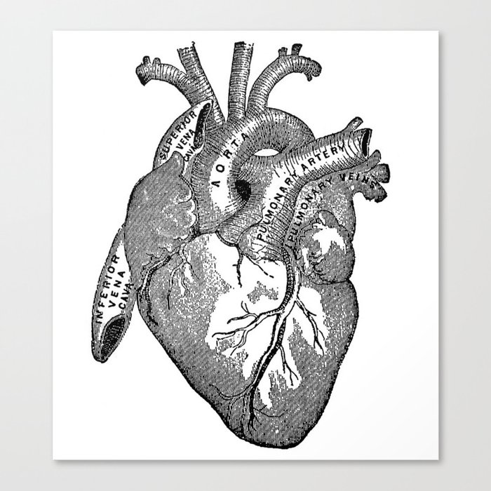 Vintage Anatomy Heart Canvas Print