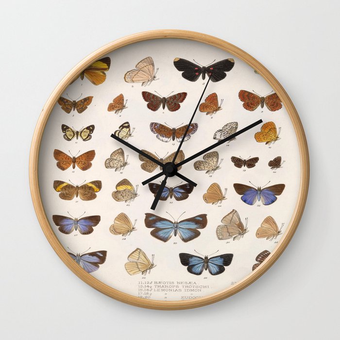 Vintage Scientific Insect Butterfly Moth Biological Hand Drawn Species Art Illustration Wall Clock