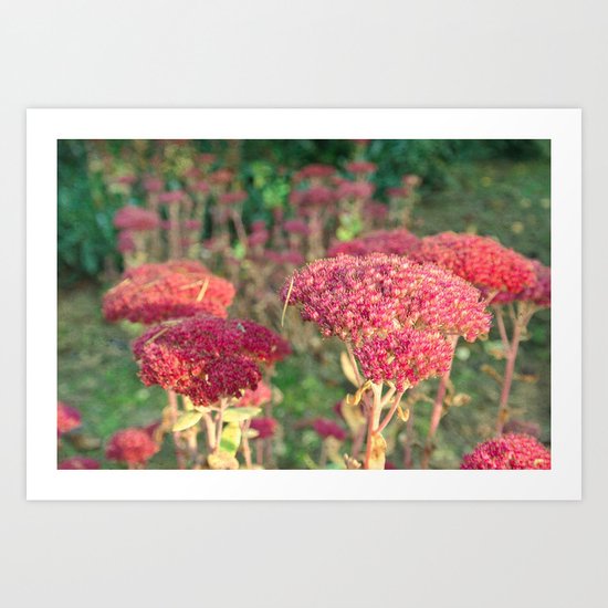 Morning Sunlight Art Print
