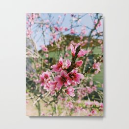 Spring in Bloom Metal Print