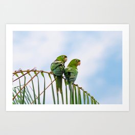 Maritacas Art Print | Nature, Bird, Brasil, Color, Couple, Beautiful, Passarinho, Pajaro, Digital, Green 