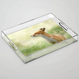 fox in forest Acrylic Tray