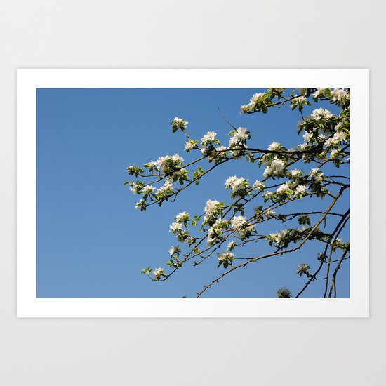Apfelblüten Art Print