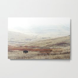Lone Bison on The National Bison Range in Montana Metal Print | Photo, Freerange, Field, Bisonrange, American, Travel, Buffalo, Wildlife, Samlarson, Farm 
