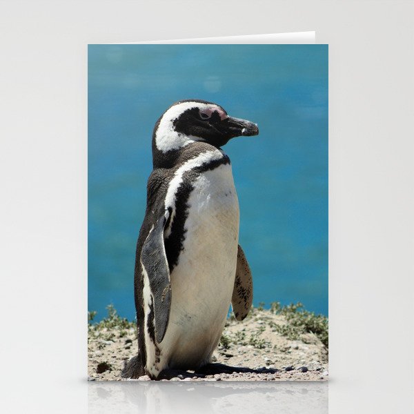 Argentina Photography - Beautiful Magellanic Penguin At The Ocean Shore Stationery Cards