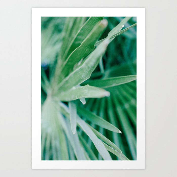 Botanical photography print | Light green tropical leaf of a palm | Jungle wanderlust art - Art print Art Print