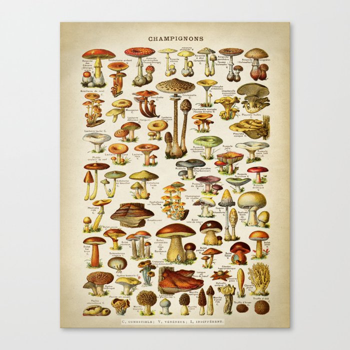 Mushrooms Botanist, Vintage Old School chart Style Canvas Print