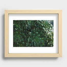 Crassula ovata Flower Recessed Framed Print