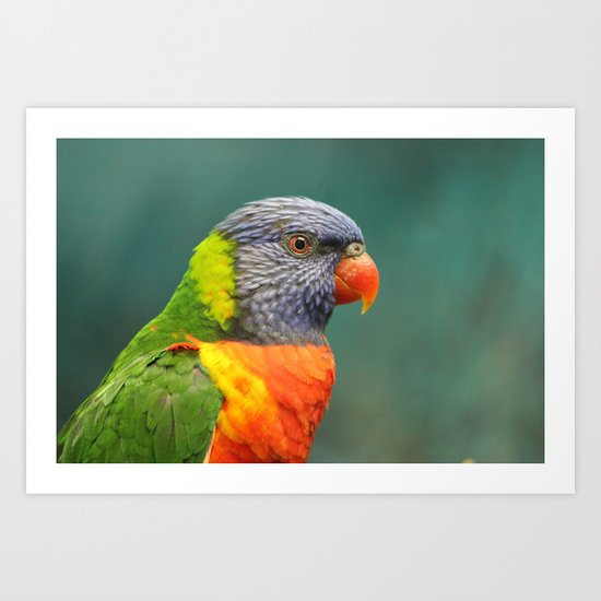 Rainbow Lorakeet Art Print