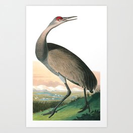 Hooping Crane by John James Audubon Art Print