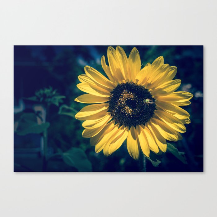 Sun Flower Canvas Print