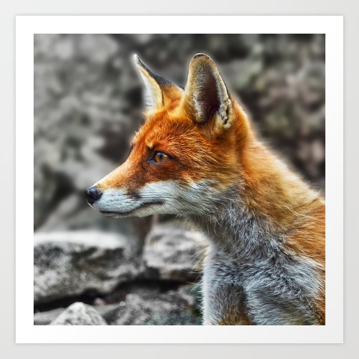 Friendly fox wildlife portrait Art Print