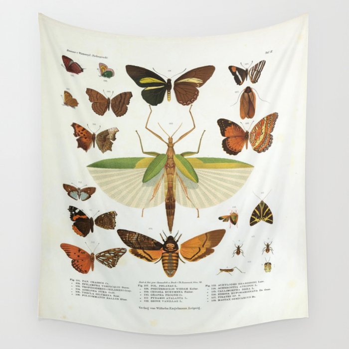 Vintage Scientific Insect Butterfly Moth Illustration Lithograph